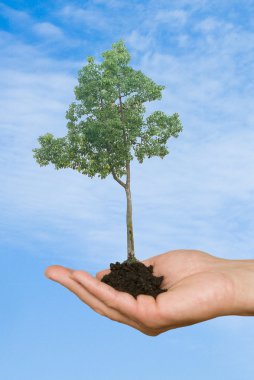 Tree in hand as a symbol of nature potection