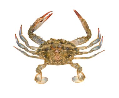 Close up of blue swimmer crab clipart