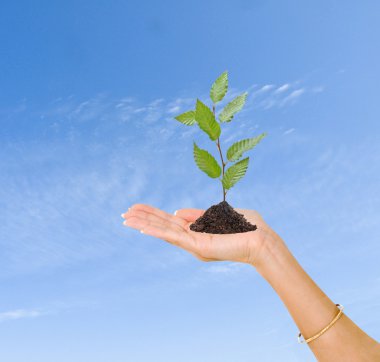 Tree in hand as a symbol of nature potection