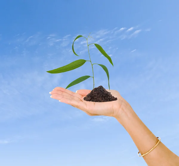 A sprout in hand as a symbol of nature protection — Stock Photo, Image