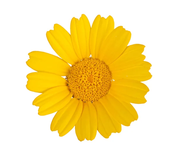 stock image Golden Marguerite isolated on white background