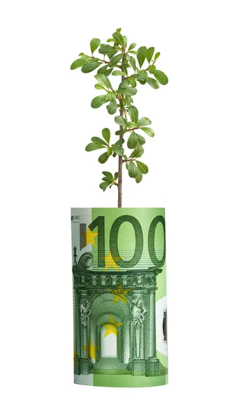 Brote que crece a partir de la factura del euro — Foto de Stock