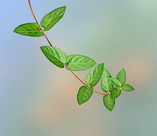 Close up of Plant — Stock Photo, Image