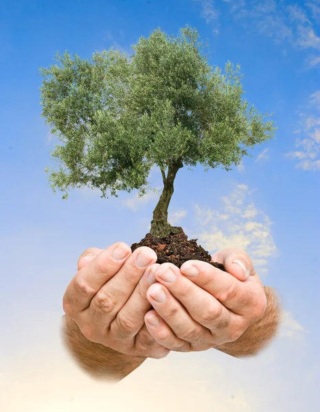 Olive tree in hands — Stock Photo, Image