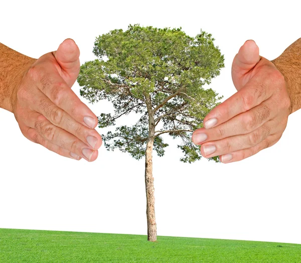 Tree protected by hands — Stock Photo, Image