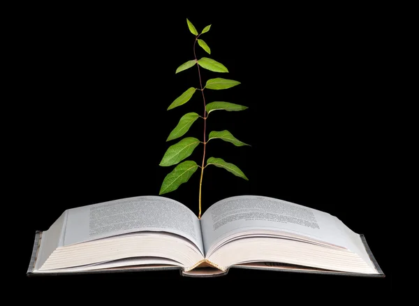 Planta que crece de un libro abierto — Foto de Stock