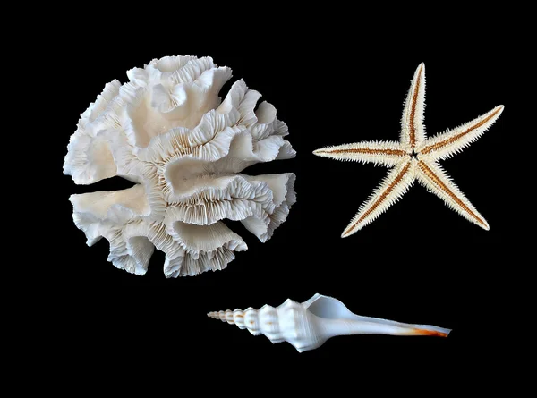 Coral and seashells — Stock Photo, Image