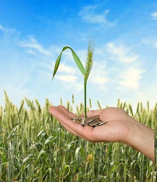 Wheat as a gift of agriculture — Stock Photo, Image