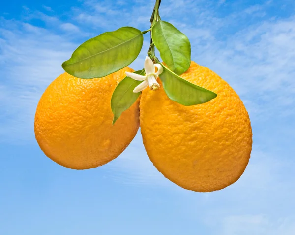 オレンジ色と花 — ストック写真