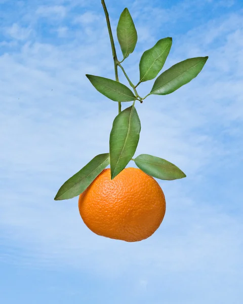 Mandarina en el fondo del cielo — Foto de Stock