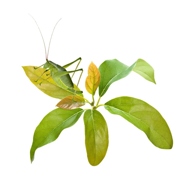 Zelený ženské bush Cvrček (dlouho rohatou kobylka) o avokádem — Stock fotografie