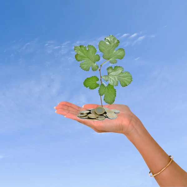 stock image Palm with a tree growing from pile of coins