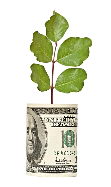从美元的钞票成长树拍摄 — 图库照片