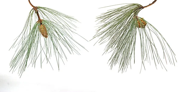 Ramas de pino con conos masculinos y femeninos aislados sobre respaldo blanco —  Fotos de Stock