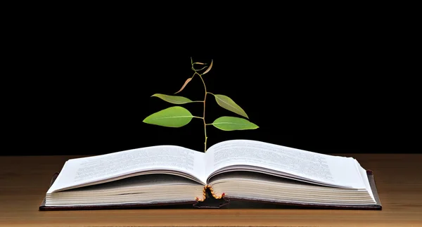 Дерево, растущее из открытой книги — стоковое фото