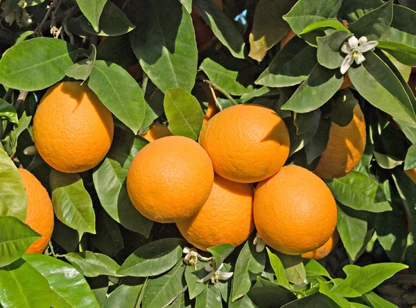 A narancs és a virágok — Stock Fotó