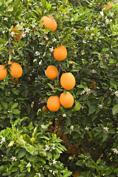 Pomarańcze i kwiaty — Zdjęcie stockowe