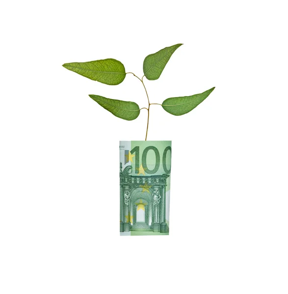 stock image Tree growing from euro bill