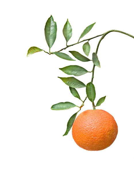 Tangerine on branch — Stock Photo, Image