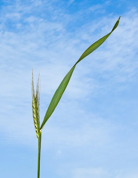 Zblízka pšenice — Stock fotografie