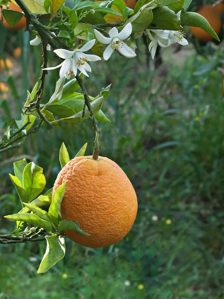 Апельсини і квіти — стокове фото