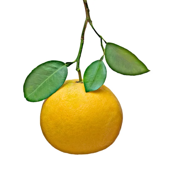 Grapefruit isolated on white background — Stock Photo, Image