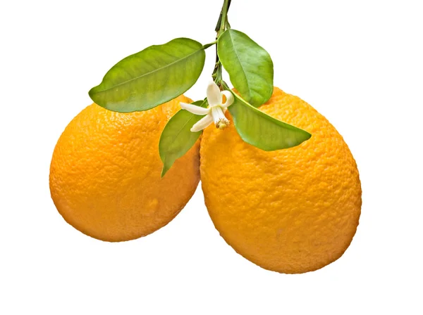 Orangen und Blume isoliert auf weißem Hintergrund — Stockfoto