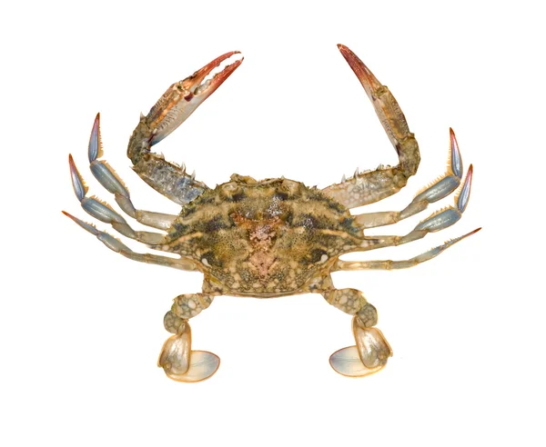 Gros plan sur le crabe nageur bleu — Photo