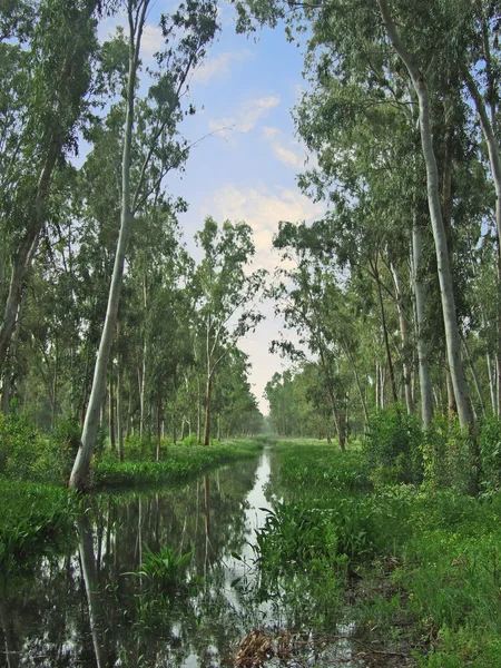 stock image Israel nature