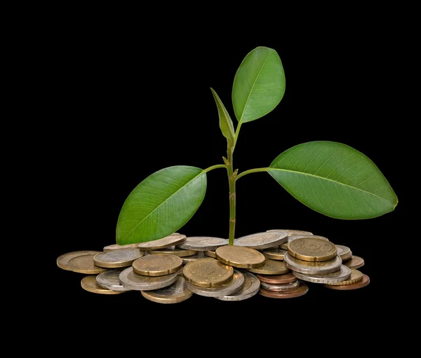 Árbol que crece de la pila de monedas —  Fotos de Stock