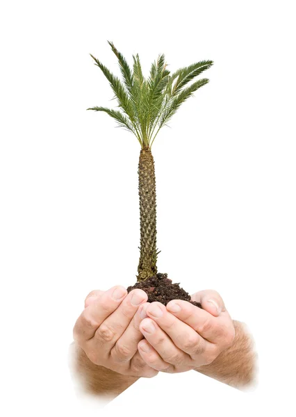 Palma na mão como um símbolo da potecção da natureza — Fotografia de Stock