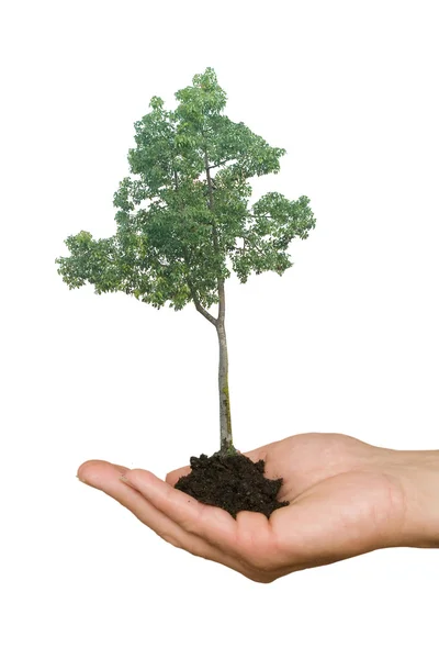 Träd i handen som en symbol för naturen potection — Stockfoto