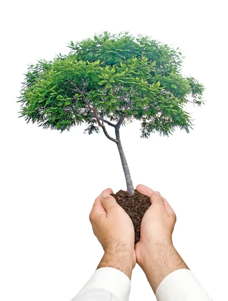 L'arbre dans les mains comme symbole de la protection de la nature — Photo