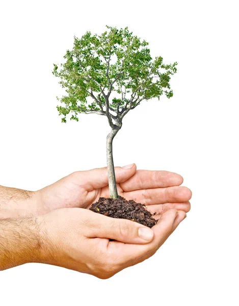 Árvore nas mãos como um símbolo da potecção da natureza — Fotografia de Stock
