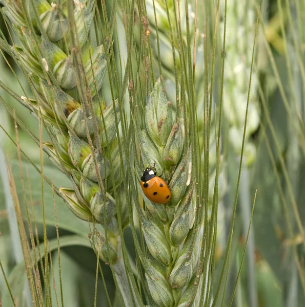 Ladybug pada gandum — Stok Foto