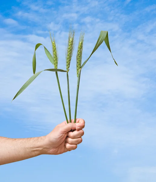 Фермер представляє букет пшениці як подарунок сільського господарства — стокове фото