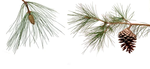 Ramas de pino con conos masculinos y femeninos aislados sobre respaldo blanco — Foto de Stock