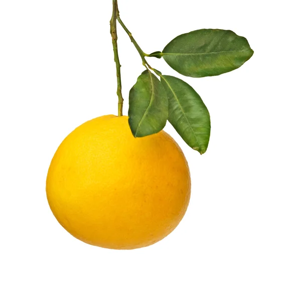 Grapefruit isolated on white background — Stock Photo, Image