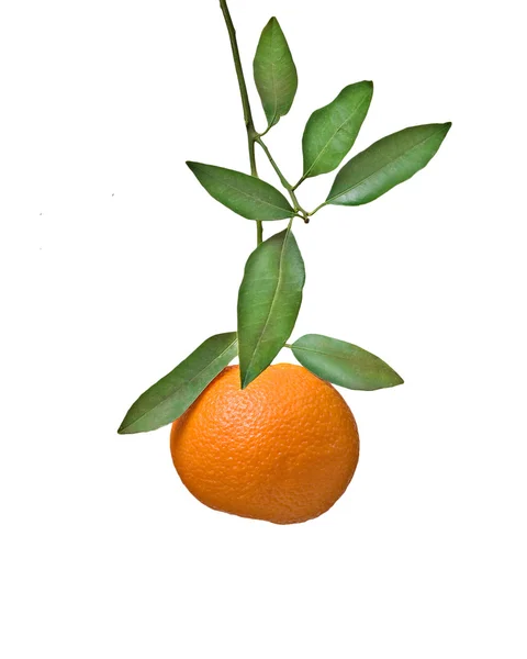 Tangerine op tak — Stockfoto