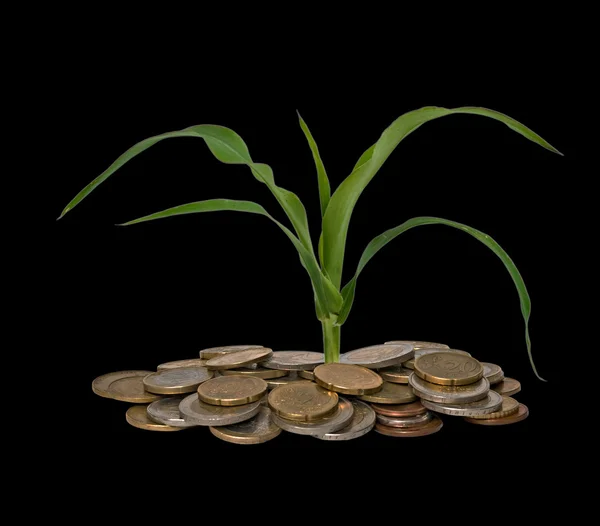 stock image Corn growing from pile of coins