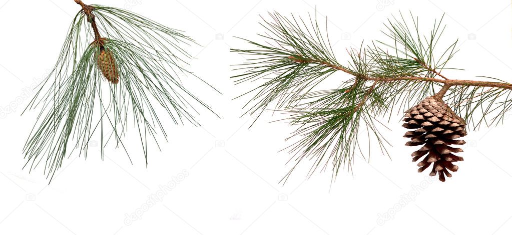Pine branches with male and female cones isolated on white backg