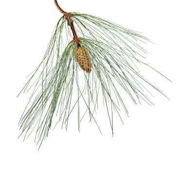 Pine branch with cone isolated on white background clipart