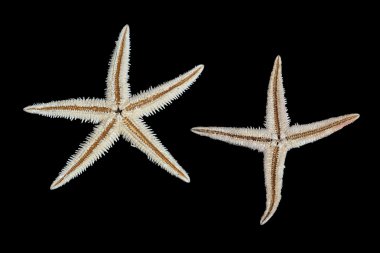 starfishes yakın çekim