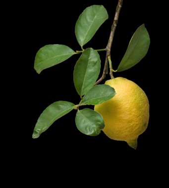 Lemon on branch isolated on black background clipart