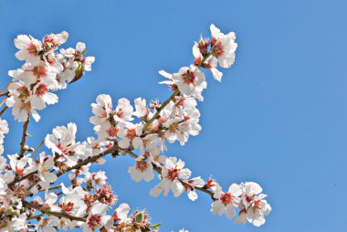 Almond flowers clipart