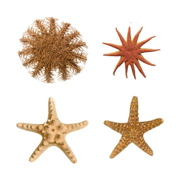 starfishes yakın çekim