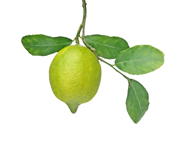 Lemon on branch — Stock Photo, Image