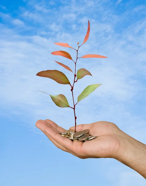 stock image Palm with a tree growng from pile of coins