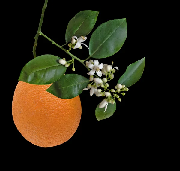 Orange i kwiaty na białym tle na czarnym tle — Zdjęcie stockowe