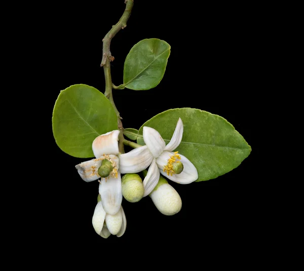 Pomelo isolated on white background — Stock Photo © vaeenma 2680636